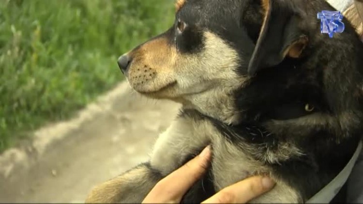 media-04062012_schronisko_uciechow