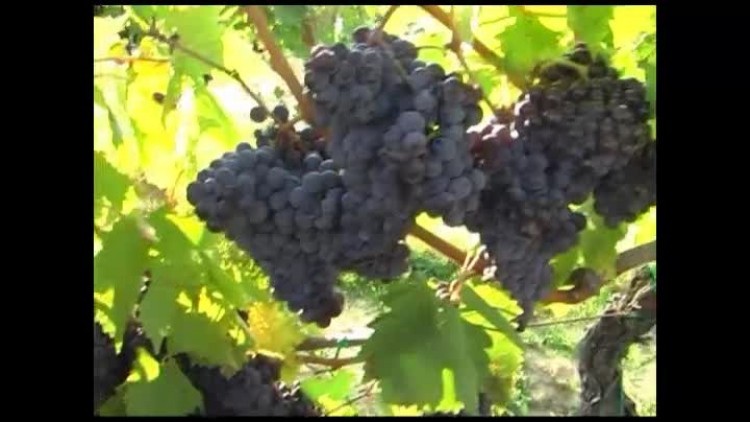 media-winnica_jaworek