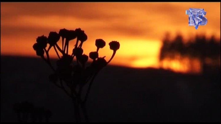 media-biala_lokomotywa